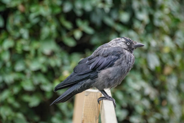 istock Close up of bird perching on railing 1461454273