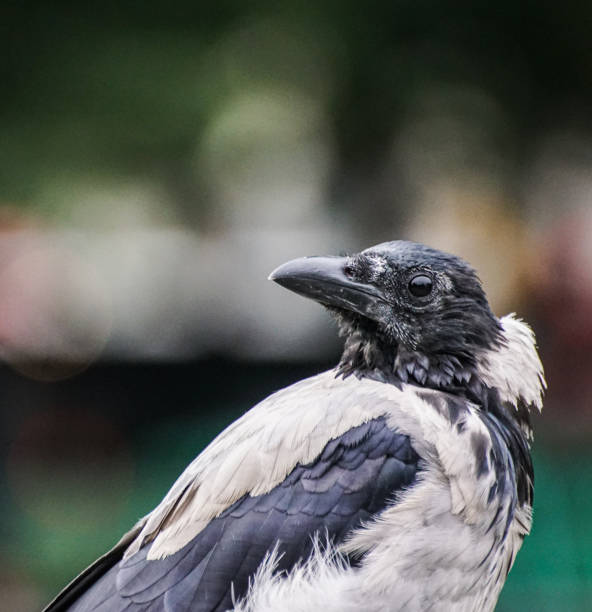 istock A close up of a crow during day 1461454991