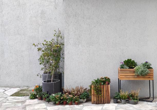 Background gray wall and succulents cactus . Interior decor