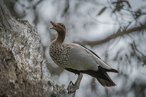 Female Wood Duck guarding her nest in a tree hollow in the Australian bush