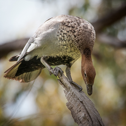 Female Wood Duck guarding her nest in a tree hollow in the Australian bush