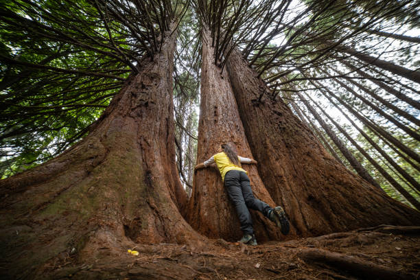 A female tourist enthusiast hiking in a sequoia forest. Getting away from it all.