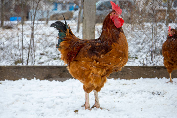 istock Red chickens on the snowy ground. 1461461253