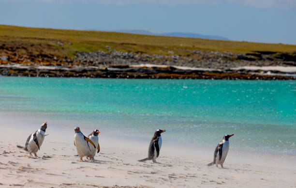 istock Gentoo Penguins, Pygoscelis papua, Falklands 1461462363