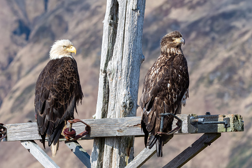 This adult and juvenile bald eagle sit on this old WW II post overlooking the Bering Sea in Dutch Harbor, Alaska