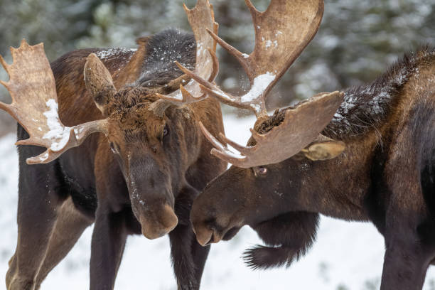 ces deux orignaux sparring-bull se battent à l’aide de leurs grands bois au canada - orignal mâle photos et images de collection