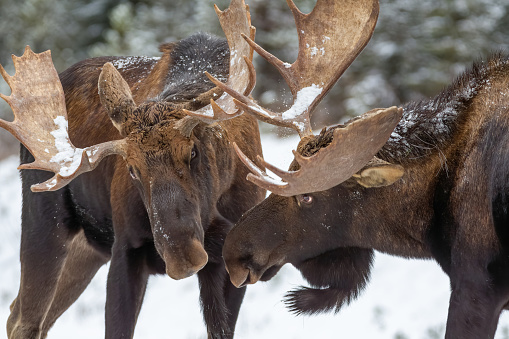 These two large bull moose began sparring using their antlers right in the middle of the road on a snowy winter day in Alberta, Canada