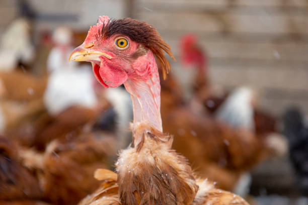 istock Red chickens on the snowy ground. 1461464334