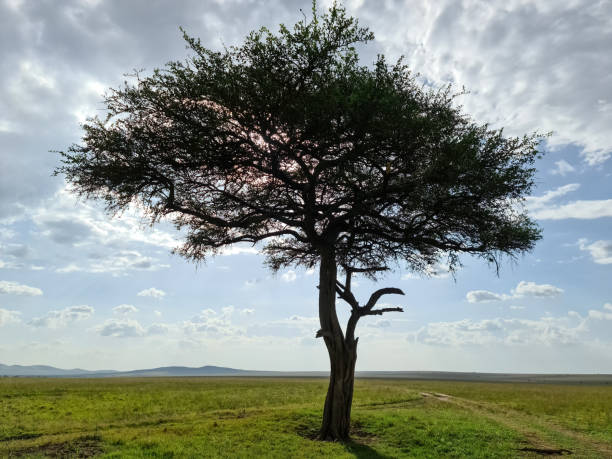 istock A lone tree in the typical savannah landscape in Kenya. 1461464532