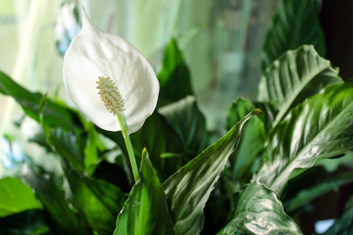 Peace Lily - Spathiphyllum white flower