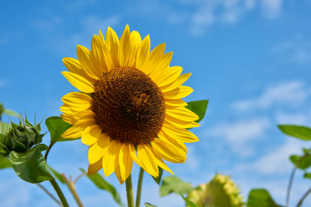 istock Sunflower against Blue Sky in the Sun 1461468498