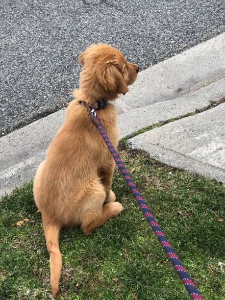 istock Golden retriever puppy dog 1461469563