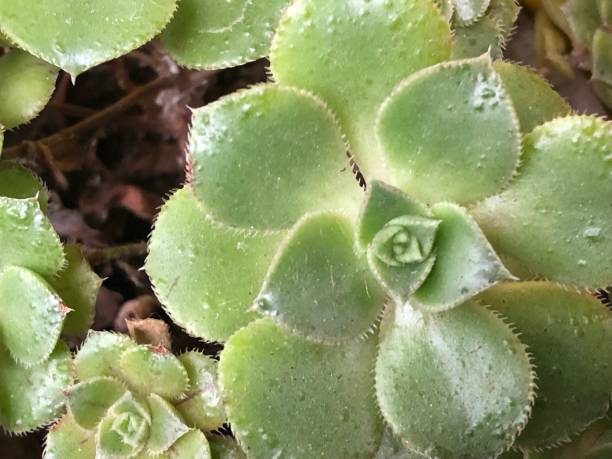 istock Green plants leaf and flowers 1461469692
