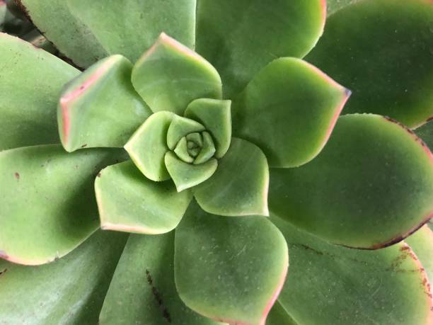 istock Green plants leaf and flowers 1461470428