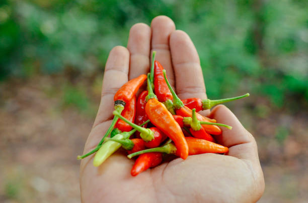 istock thai spicy red chili 1461470642