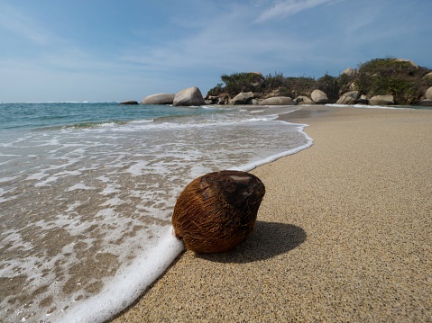 Closeup view of brown coconut fruit washed ashore at white sand beach of Tayrona National Park Caribbean Sea Colombia South America
