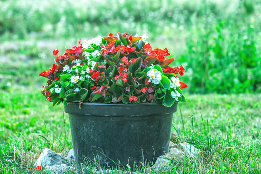 Red and white Begonia flowers grow in black large plastic pot in summer yard. Colorful potted flower in autumn garden by green blurred grass background