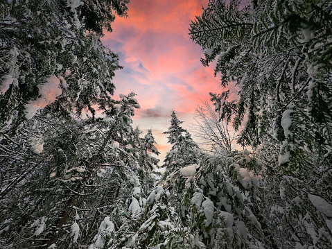 Awesome sunrise. High mountains with snow white peaks. Winter forest. A panoramic view of the covered with frost trees in the snowdrifts. Natural landscape with beautiful sky.