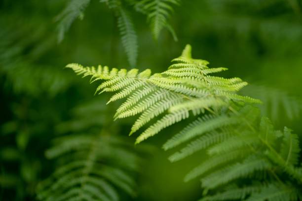 fern bush - fern leaf plant close up fotografías e imágenes de stock