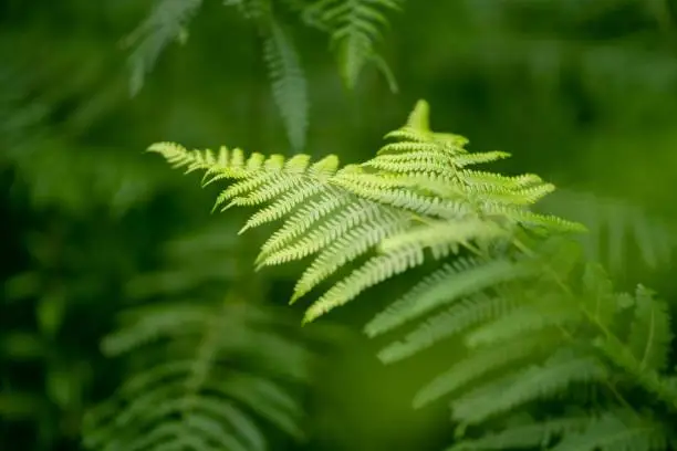 Vivid green springtime, fern leafs