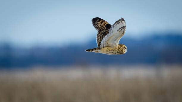 istock Short-eared Owl flying with wings outstretched 1461473077