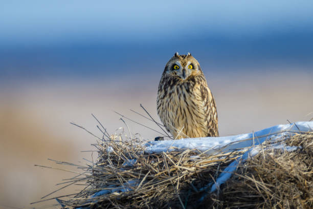 istock Short-eared Owl perched on hay bale looking at camera 1461473082