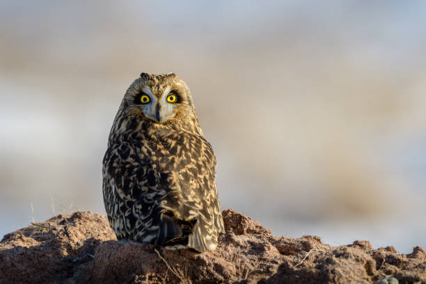 istock Short-eared Owl perched on a mound of frozen dirt looking at camera 1461473086