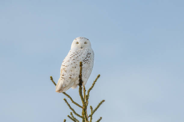 istock Snowy Owl perched on a tree top with blue sky background 1461473091