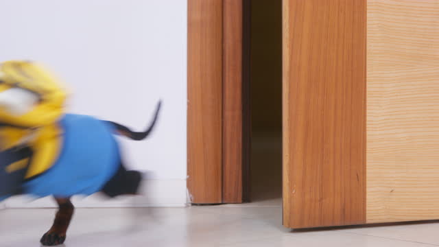 Dog school uniform sneaks doorway hides room bad grade is afraid of punishment