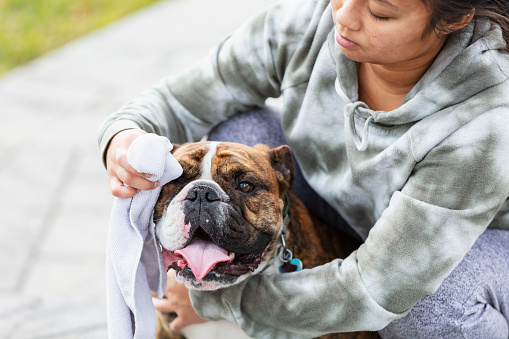 A young Asian woman in her 20s standing on a patio with her dog, an English bulldog, bending down to clean his face with a washcloth.
