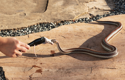 A pet snake getting ready to eat a meal. A hand holding tongs, offers a mouse to a Rosy Boa, a small docile constrictor native to southwestern North America.