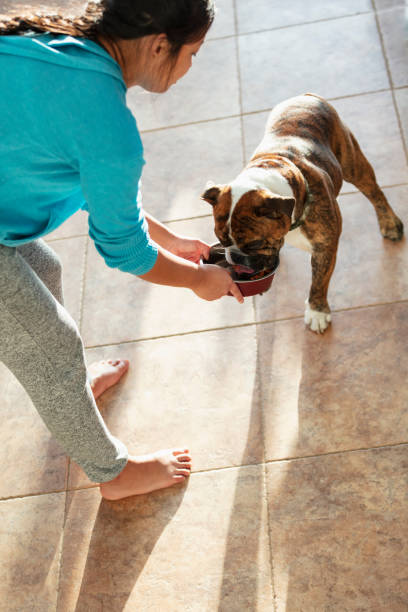 istock Young Asian woman feeding her dog 1461476102