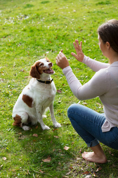 istock Obedient dog, sitting and staying for a treat 1461477218