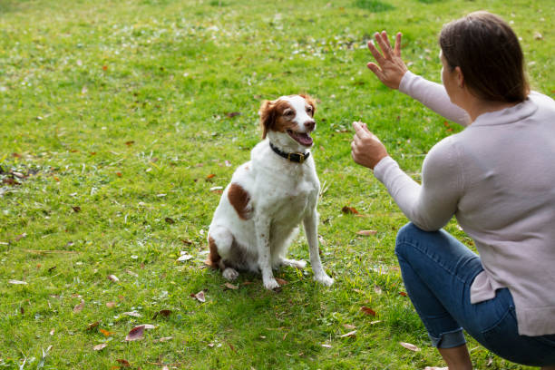 Obedient dog, sitting and staying for a treat stock photo