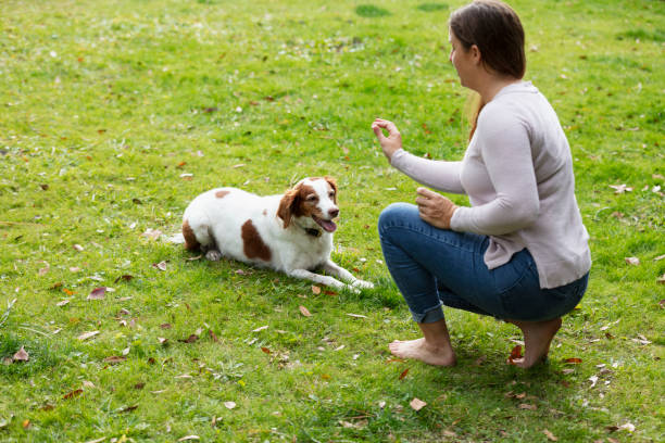 istock Obedient dog, staying down for a treat 1461477303