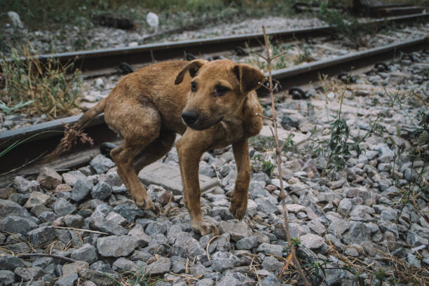 istock skinny homeless dog 1461483615