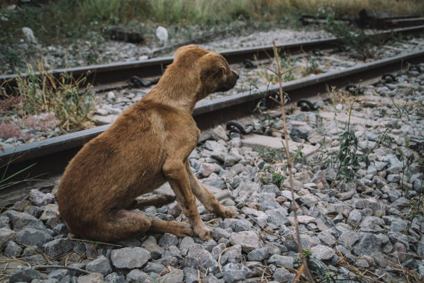 istock skinny homeless dog 1461483639
