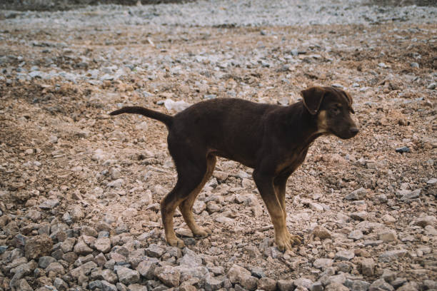 istock skinny homeless dog 1461483721