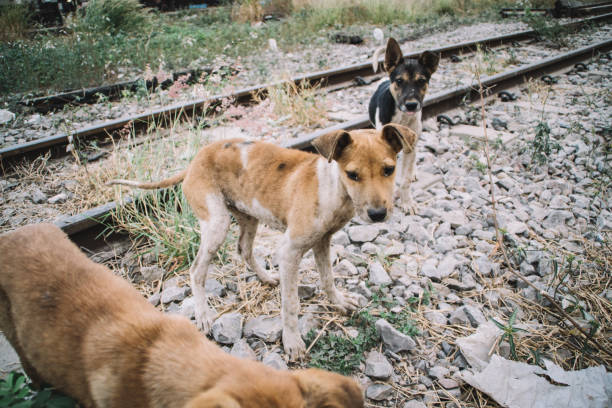istock skinny homeless dog 1461483798