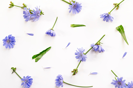 Flowers and leaves of common chicory on white background. Cichorium intybus pattern. Top view, flat lay.