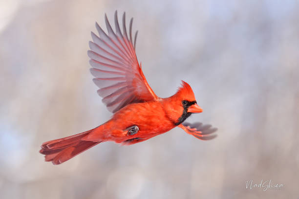 istock Northern Cardinal flying, Quebec, Canada 1461485724