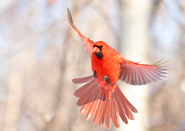 Northern Cardinal flying, Quebec, Canada stock photo