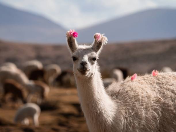 Closeup headshot portrait of a happy llama lama glama wildlife animal smiling at camera in Uyuni Bolivia South America Closeup headshot portrait of a happy llama lama glama camelid mammal wildlife animal smiling at camera in Uyuni Sur Lipez Potosi Bolivia South America brown llama on the field stock pictures, royalty-free photos & images