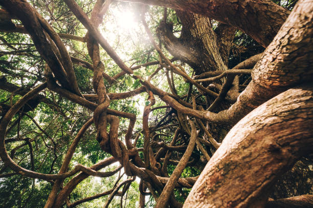 구부러진 얽힌 덩굴 식물과 밝은 태양 광선 백라이트가있는 나뭇 가지. 모리셔스 섬 내부 여행. 이국적인 나라는 자연 개념 사진의 아름다움을 여행합니다. - sunspot grass area tree sun 뉴스 사진 이미지