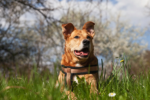 Happy cute red mixed breed dog in harness relaxing on grass with spring flowers.  Pets travel, learning and wanderlust concept.  Eco-friendly cottage living lifestyle.