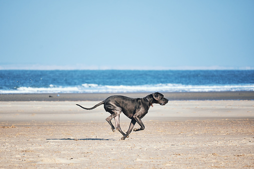 Black Great Dane dog running fast on the beach