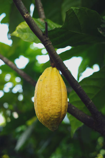 istock Cocoa pods fruit on the cacao tree. 1461494744
