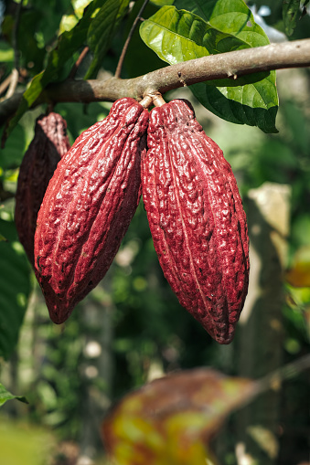 Cocoa pods fruit on the cacao tree.