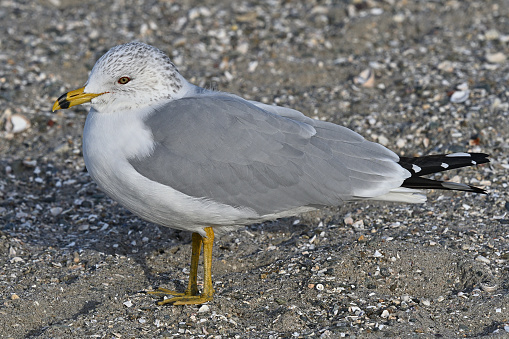 Ring-billed gull chilling in winter. Silver Sands State Park, Connecticut.