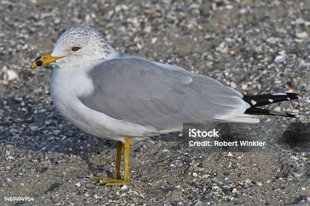 Gull Chilling In Winter Stock Photo - Download Image Now - Animal, Animal Behavior, Animal Body Part